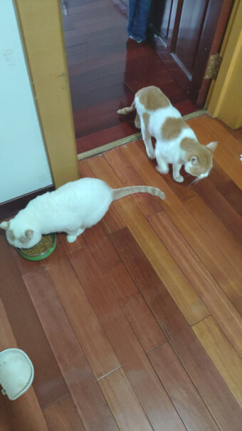 伟嘉幼猫猫粮1.2kg吞拿鱼味布偶蓝猫橘猫加菲英短猫咪全价粮武汉市有现货送吗？