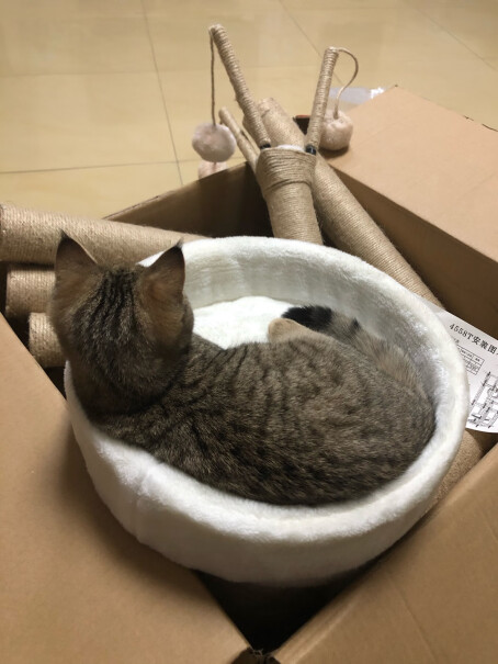 猫爬架迪熊先生猫爬架评测结果不看后悔,质量好吗？