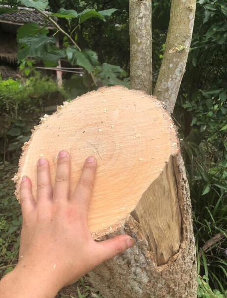 锯树好用吗，能够用多久？