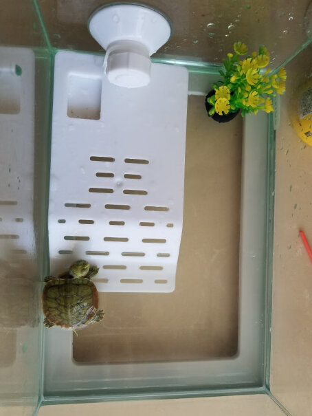 森森乌龟缸带晒台龟缸乌龟别墅生态养龟的专用缸家用鱼缸玻璃缸乌龟缸的尺寸？