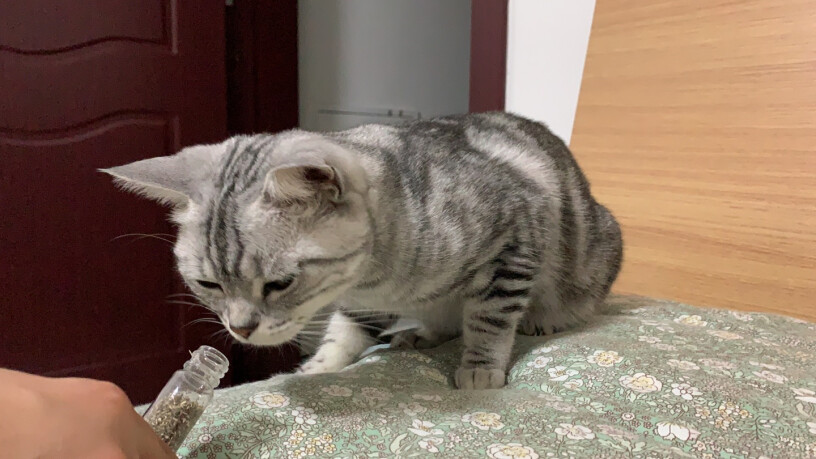猫玩具田田猫宠物猫用品猫零食猫薄荷粉末猫草独立包装猫薄荷评测哪款功能更好,多少钱？