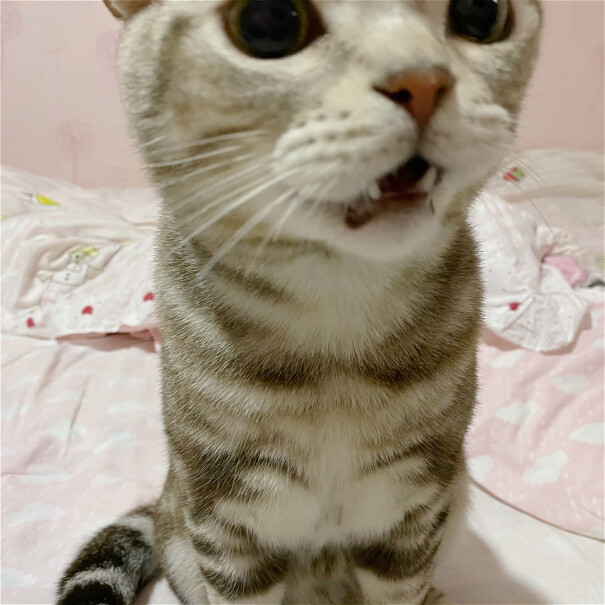 猫砂宠幸豆腐猫砂2.5kg质量靠谱吗,评测值得入手吗？