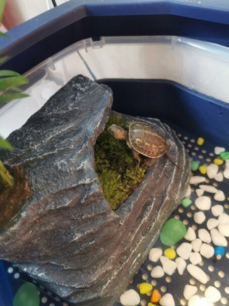 茨格曼幼龟龟粮乌龟喜欢吃吗？