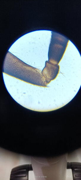 宝视德bresser这台显微镜能非常清晰看到手上的细菌吗？
