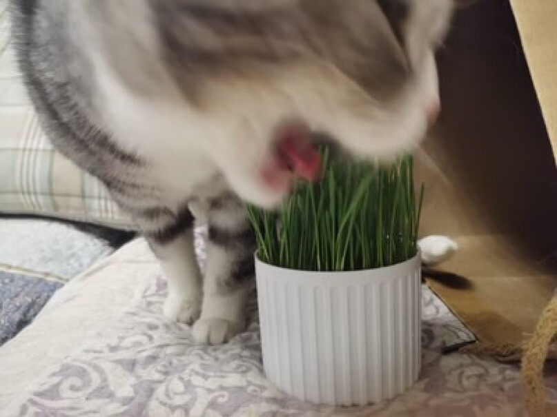 猫零食茨格曼猫草种子猫零食猫咪猫薄荷天然猫草盆种植套装来看看买家说法,评测好不好用？