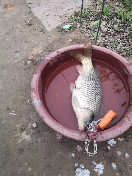 神聚钓鱼饵料鲤悟重量多少？