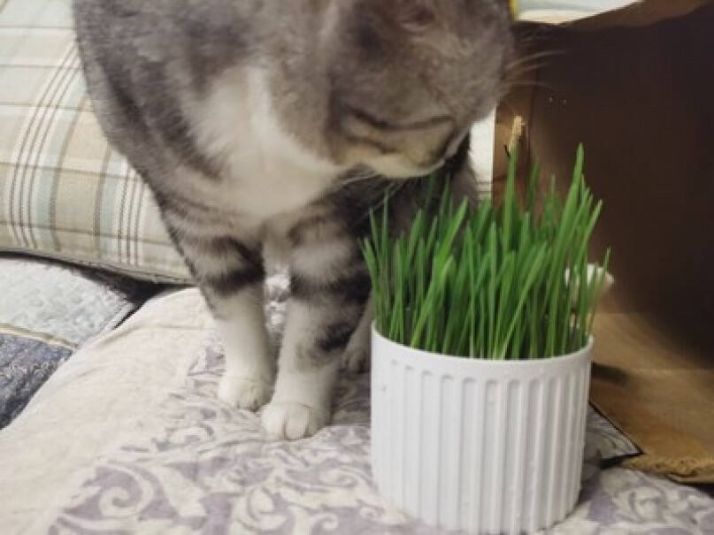 猫零食茨格曼猫草种子猫零食猫咪猫薄荷天然猫草盆种植套装来看看买家说法,评测好不好用？