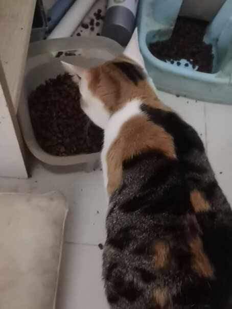 猫粮味道大不大？现在家里用的猫粮弄的屋里都是猫粮味？