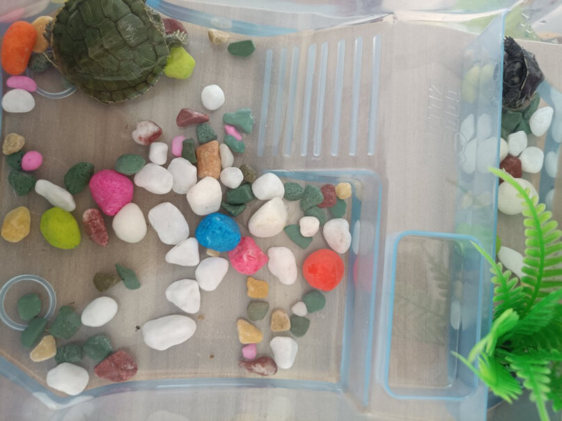 宠尚天乌龟缸带晒台小乌龟活物活体巴西龟宠物龟带龟缸多规格龟盆收到的货是有缸也有龟是吗？