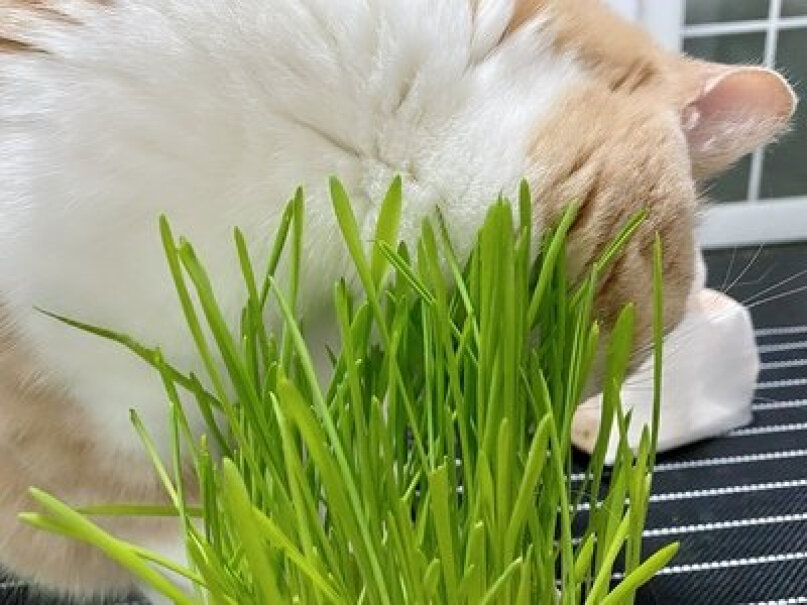 猫零食茨格曼猫草种子猫零食猫咪猫薄荷天然猫草盆种植套装深度剖析测评质量好不好！质量值得入手吗？