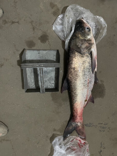 龙王恨鱼饵料鲢鳙鱼饵这个是干饵还是湿饵？
