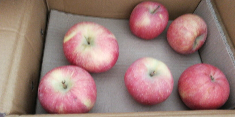 新疆阿克苏苹果5kg礼盒单果200-260g请问各位买家现在买的5kg装的苹果怎么样呢？为什么看买家秀晒图品质没有那么好呢？
