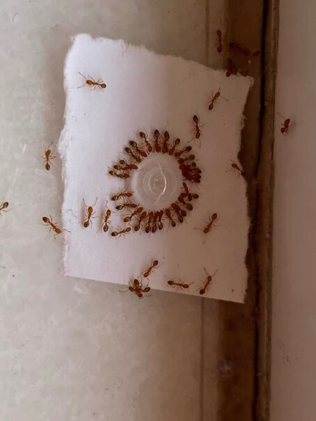 德国拜耳蚂蚁药杀虫剂对最小的那种小红蚂蚁好用吗？