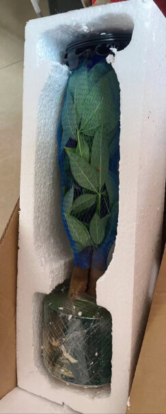 幼薇发财树盆栽+旭日绿瓷盆深度评测，看质量如何！