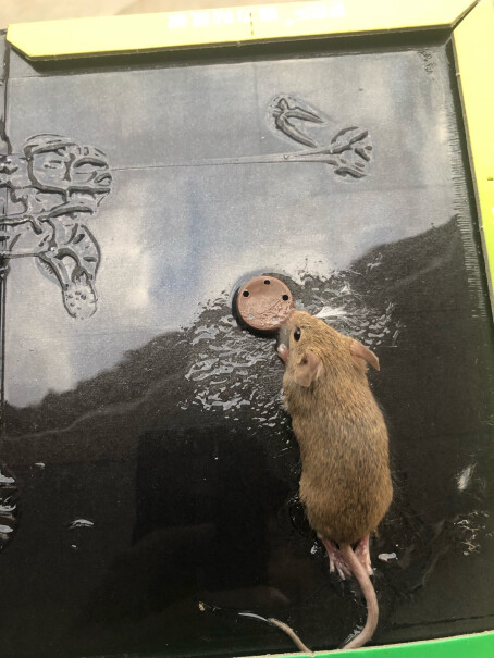 灭鼠-杀虫剂欧克乐强力粘鼠板大老鼠贴捕鼠器捕鼠神器老鼠夹非老鼠药质量不好吗,评测真的很坑吗？