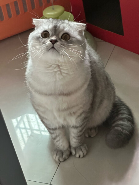 LEGENDSANDY蓝氏猫粮高能系列猎鸟鲜乳鸽盛宴适口感怎么样，便便怎么样？