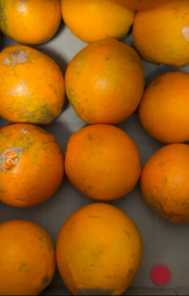京丰味橙子脐橙优选大果 礼盒10斤真的好吗？来看看图文评测！