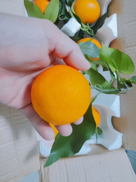 鲜菓篮 爱媛果冻橙柑橘 5斤精选装值得买吗？专家评测分析？