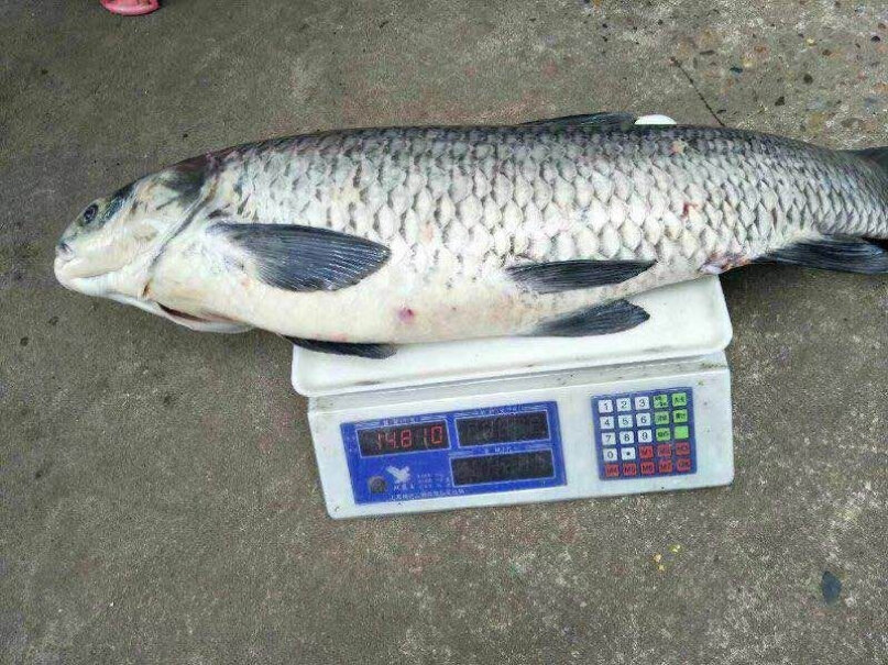 aSHIDUN鱼竿5.4米超轻超硬28调台钓竿鱼竿什么调性的？