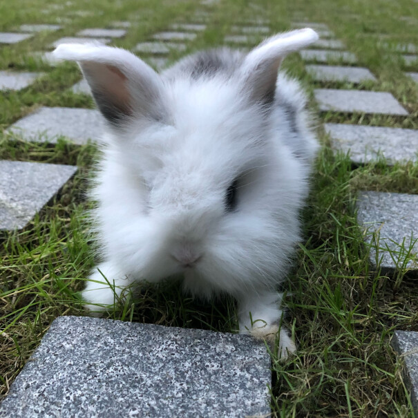 洁西幼兔专属轻奢口粮2.5kg一包能吃多久啊？