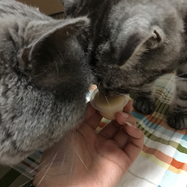 京东JOY定制款BOTH猫零食山羊奶蛋黄猫布丁15g*20你好。我第一次养猫。请问这个可以代替奶粉吗？