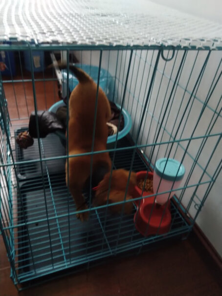狗笼猫笼狗笼子小型犬中型犬泰迪比熊猫咪兔子用品请问这个荷兰猪能用吗？