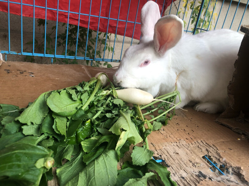 洁西幼兔专属轻奢口粮2.5kg这个兔粮营养高吗兔子吃了对它的毛色好吗？