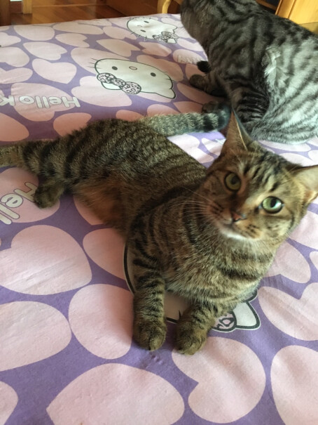 谷登猫咪化毛膏120g幼猫营养膏多大的猫可以吃？