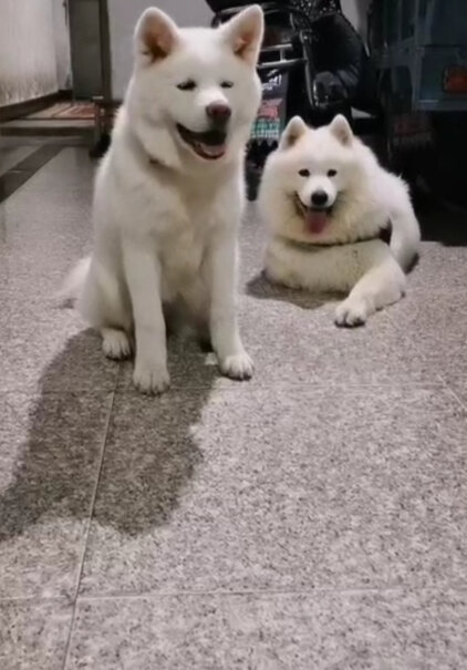 雪貂留香狗狗沐浴露宠物香波幼犬BB乳500ml金毛狗狗洗完会有皮屑吗？