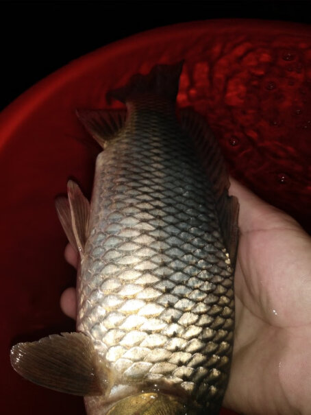 鱼饵老鬼鱼饵巨物1号湖库野钓鲤鱼大物饵料套装配方老鬼钓鱼鱼料套餐优劣分析评测结果！值得买吗？