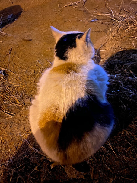 亿迪冻干猫粮天然猫粮3斤成猫幼猫通用型宠物粮自营1.5kg她们说猫吃了会吐，怎么回事？