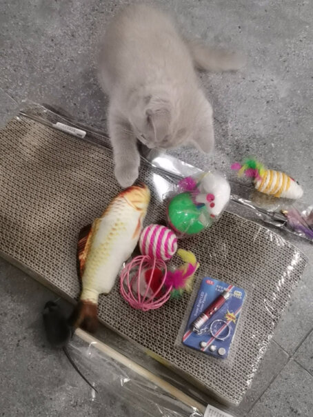 守爱猫玩具买薄荷鱼好还是猫转盘好各位？