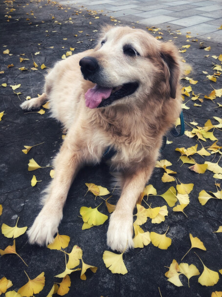 顽皮happy100狗粮果饭儿鸡肉水果营养狗粮2kg可以喂流浪猫吗？