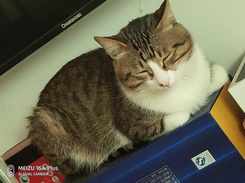 雷米高猫钙片宠物猫咪软骨素呵护关节猫多维奶贝160片亲猫内服安全吗？