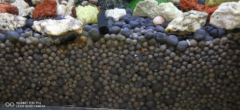 汉洋水草泥麻烦问一下，洗干净的陶粒可以不用把鱼捞出来，直接放进鱼缸吗？
