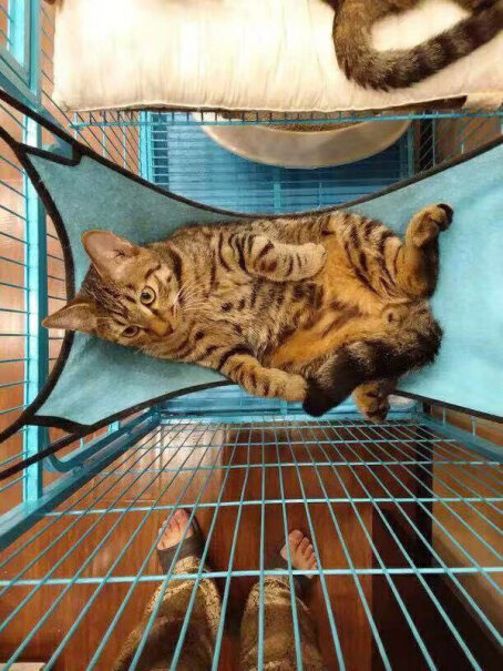 维利亚猫包宠物包外出便携透气猫咪双肩背包太空舱可以装多大的猫？
