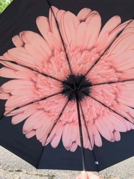 C'mon胭脂粉雏菊伞下面比伞外面凉快吗？