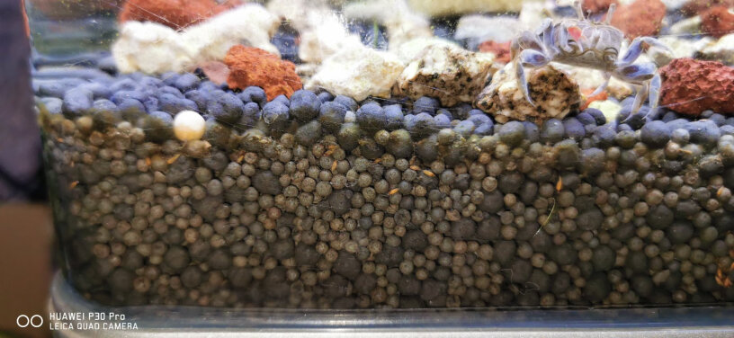 汉洋水草泥麻烦问一下，洗干净的陶粒可以不用把鱼捞出来，直接放进鱼缸吗？