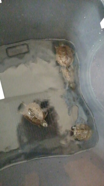 南华千牧爬宠聚维酮碘护龟液护龟宝乌龟护理100ml在吗 这药可以直放鱼缸里吗？
