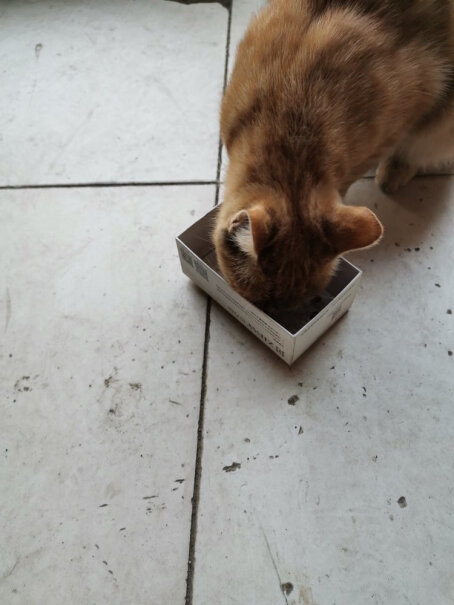 麦富迪猫粮之前食用的是幼猫的，换成猫粮需要过渡吗？
