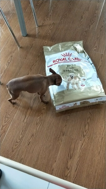 ROYALCANIN嗨，各位狗妈妈狗爸爸们：请问狗孩子吃狗粮能吃饱肚子嘛？这肚子里能有油水嘛？