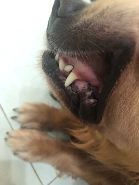 口-耳-眼清洁宠物洁牙笔牙结石去除器狗狗猫咪牙齿口腔清洁除口臭神器凝胶评测哪款功能更好,优缺点分析测评？