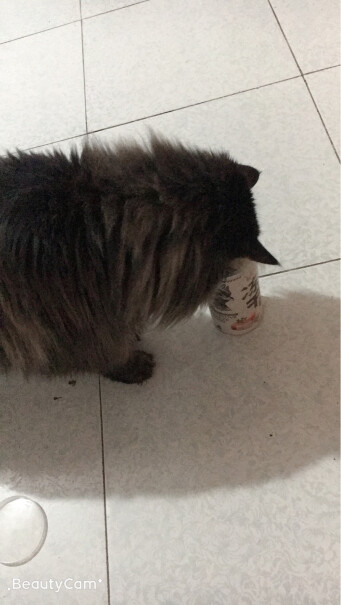 麦富迪猫零食猫冻干猫咪零食冻干猫粮冻干肉三个月大的英短吃吗？