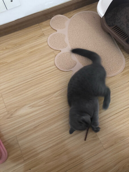 田田猫宠物猫用品猫零食猫薄荷粉末猫草独立包装猫薄荷要不要种？还是直接吃？