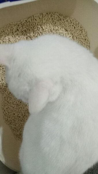 NEO天净除臭豆腐猫砂可冲厕所无尘混合除臭猫沙快速结团成猫可以用这款猫砂吗？