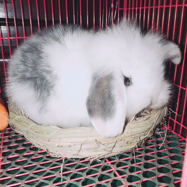 洁西幼兔专属轻奢口粮2.5kg综合兔粮和私房粮有什么区别。