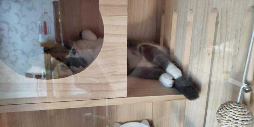 雷米高猫钙片宠物猫咪软骨素呵护关节猫多维奶贝160片是免费赠送的吗？