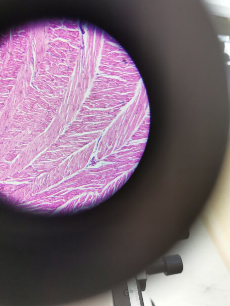 宝视德bresser能看到植物种子如绿豆豌豆上面的细菌吗？