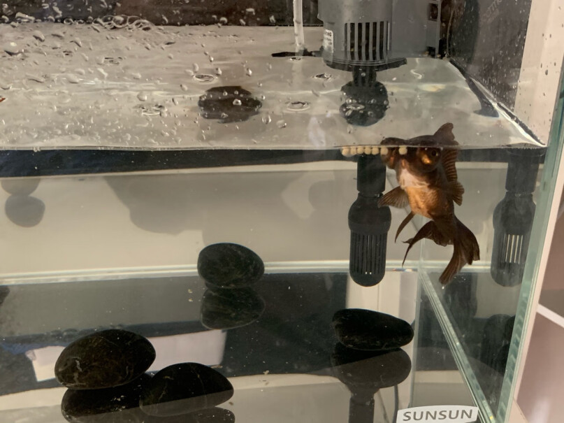 鱼缸-水族箱森森森森超白玻璃小鱼缸客厅小型桌面家用水族箱质量真的差吗,深度剖析测评质量好不好！