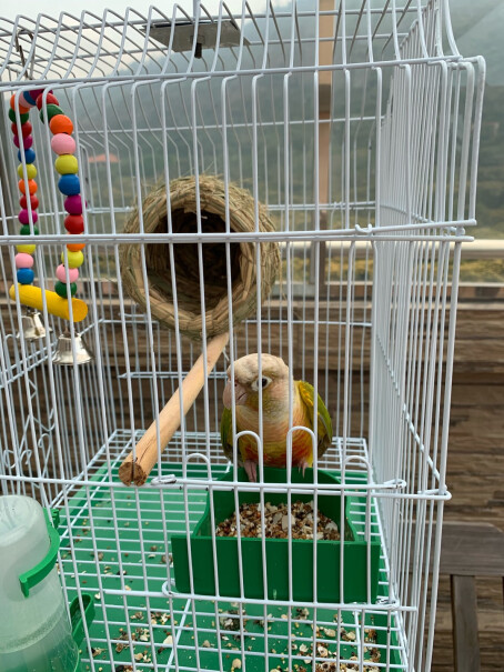 酷奇宠鸟笼这个笼子可以用来养鸽子吗？